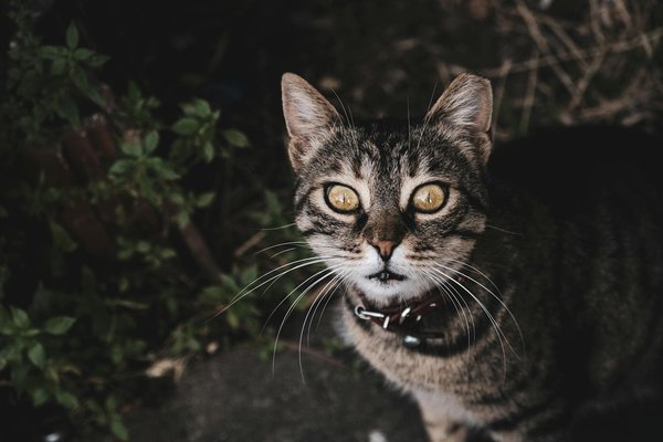 How Can British Culinary Traditions Influence Modern Cooking Trends?